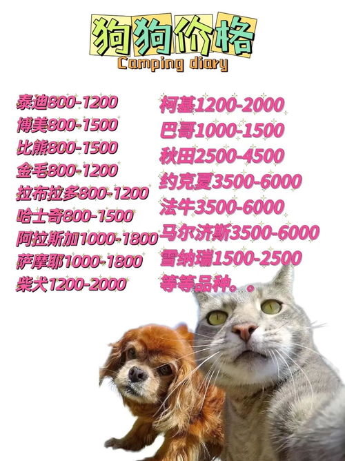 怎么运营宠物猫店铺赚钱