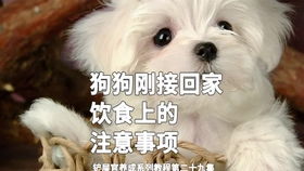 刚把宠物狗接回家怎么办