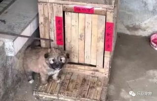宠物狗的春联怎么写的呀