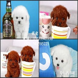 宠物狗泰迪怎么养好活些