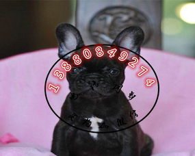 宠物狗祛虫怎么弄的
