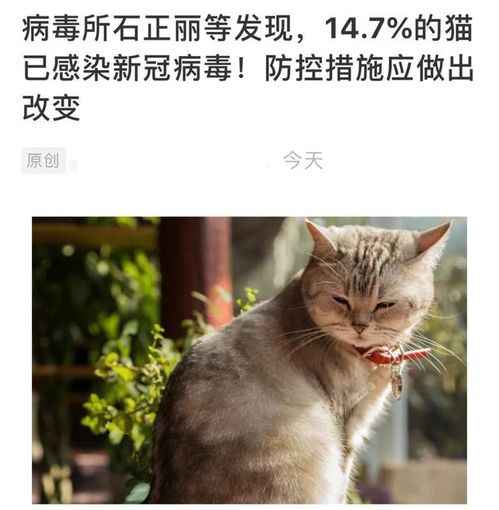 宠物猫得新冠怎么办啊