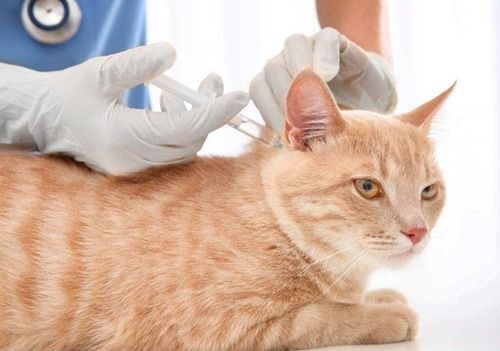洗宠物猫怎么洗