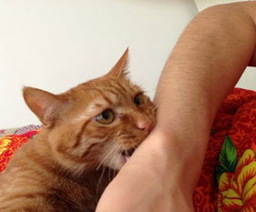 怎么教宠物猫咬人