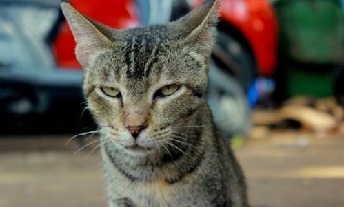 宠物猫长毛猫怎么养的