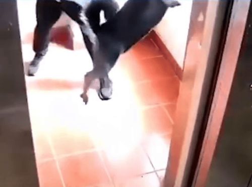 宠物狗被吊电梯上怎么办