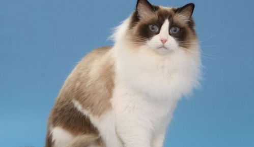 普通猫咪怎么养宠物猫