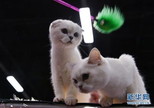 宠物猫国际寄送怎么收费