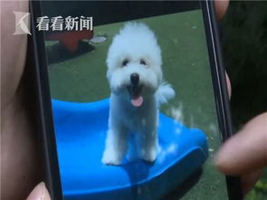 宠物狗小区内被撞怎么办