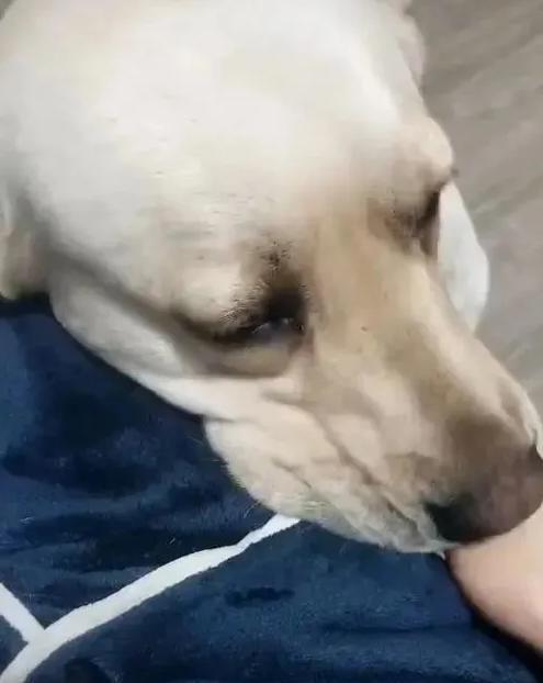 喂宠物狗被咬了怎么办啊