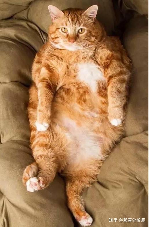 宠物猫怎么跟橘猫相处