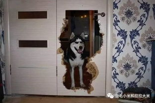 宠物狗喜欢拆家怎么办呀