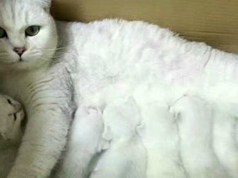 宠物猫链子怎么系