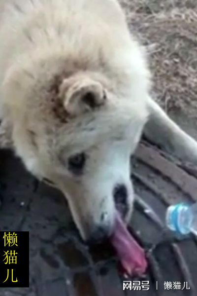 宠物狗使劲舔舌头会怎么样