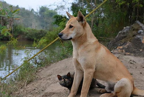 田园犬多少钱一只