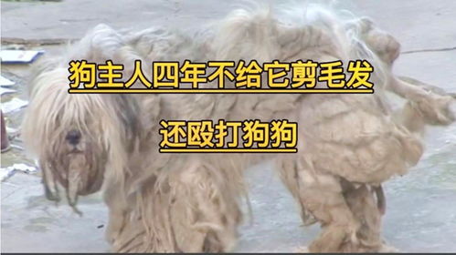 宠物狗不给剪毛发怎么办