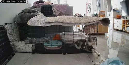 怎么在家做宠物猫笼