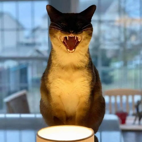 宠物猫死后会怎么处理