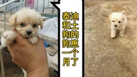 小宠物狗流浪狗怎么办啊