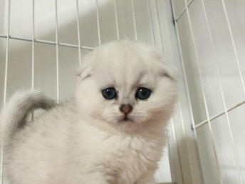怎么运送宠物猫到家