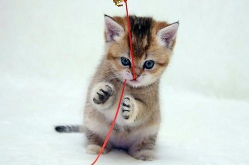 怎么训练宠物猫名字