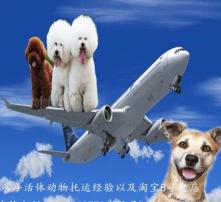 狗狗空运要多少钱