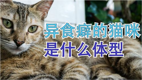 宠物猫怎么看体型