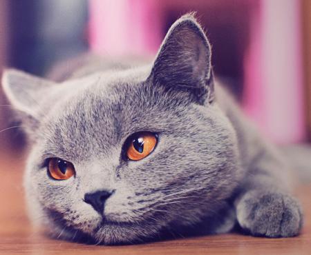 宠物猫祖先沙猫怎么养
