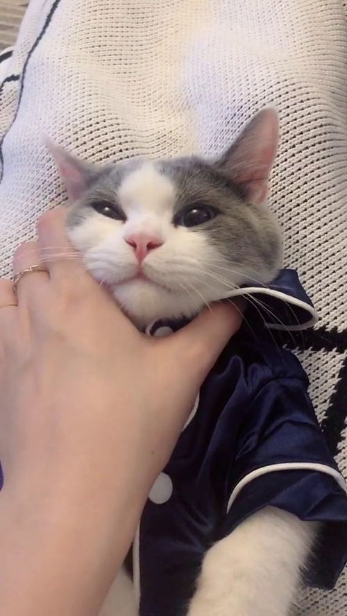 宠物猫服冬装怎么搭配