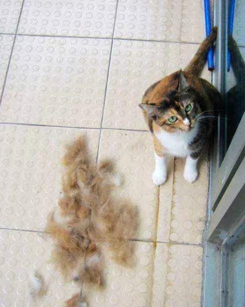 宠物猫老鼠掉毛怎么办啊