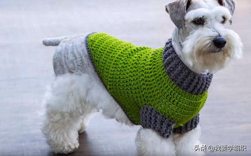 怎么钩宠物猫的衣服