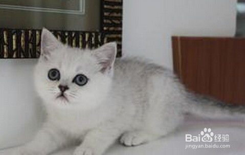 宠物猫毛发无光泽怎么办