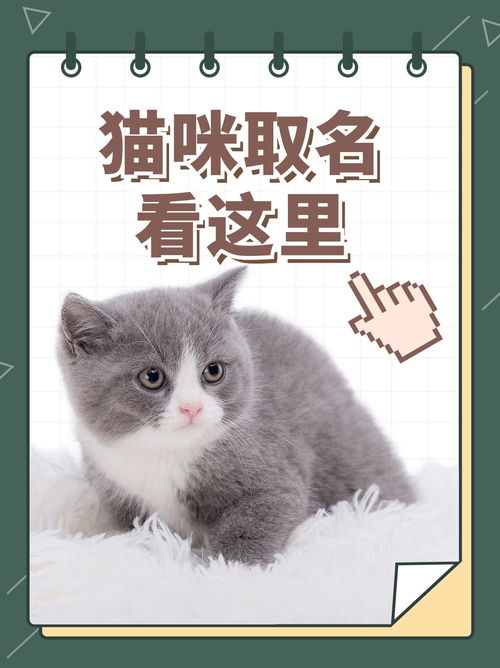 怎么给宠物猫起名