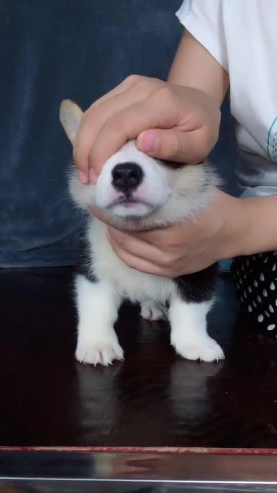 宠物狗拍的抖音怎么赚钱