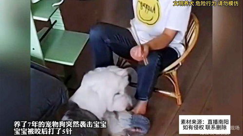宠物狗攻击小孩儿怎么办