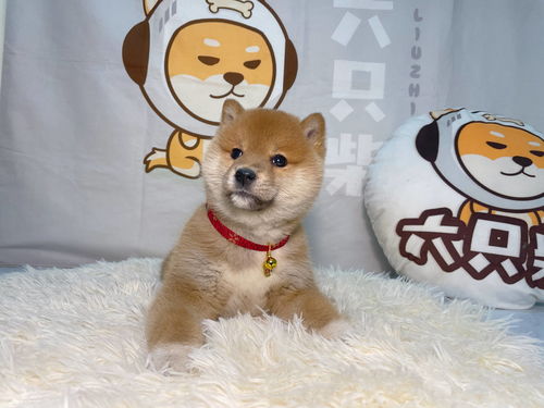 宠物狗毛色变深怎么办啊