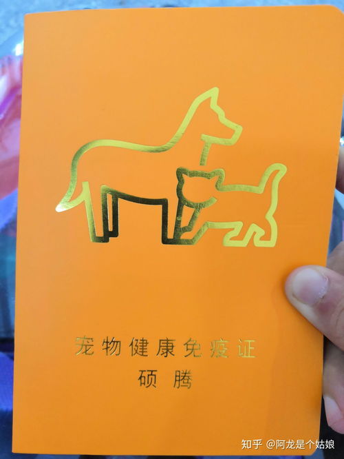火车怎么运输宠物猫回家
