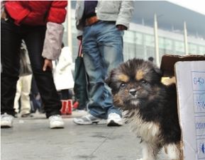 宠物狗怎么样带上火车呢
