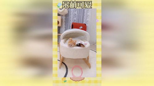 宠物猫怎么套圈的