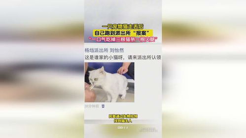 宠物猫丢失怎么报警