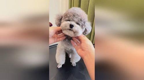 宠物狗梳子拉毛怎么办啊