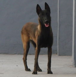 马犬价格多少钱一只