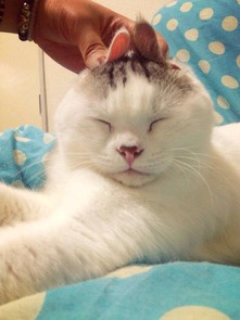 宠物猫怎么能变胖