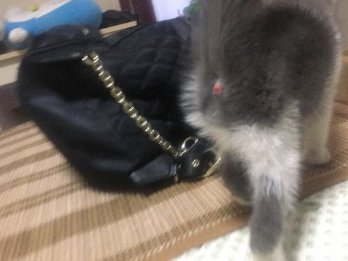 宠物狗轻微脱肛怎么办啊