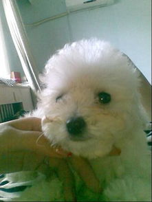 白色贵宾犬多少钱一只