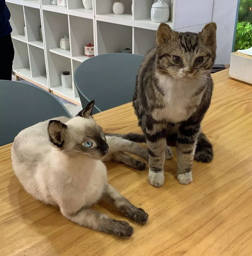 宠物猫怎么制作