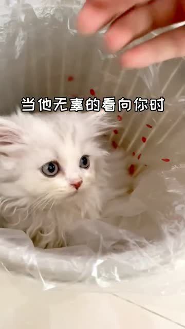 宠物猫怎么丢掉
