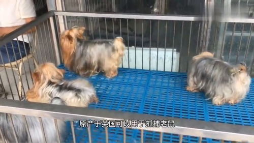 宠物狗太多想卖掉它怎么办