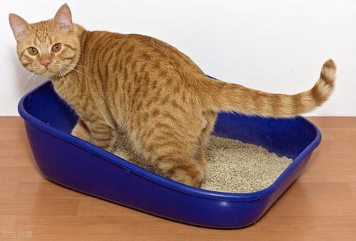宠物猫怎么拉屎的