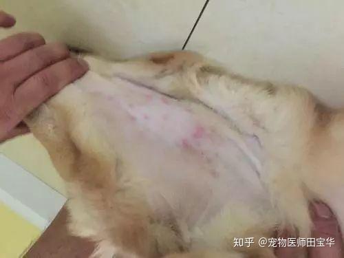 宠物狗怎么样治好皮肤病